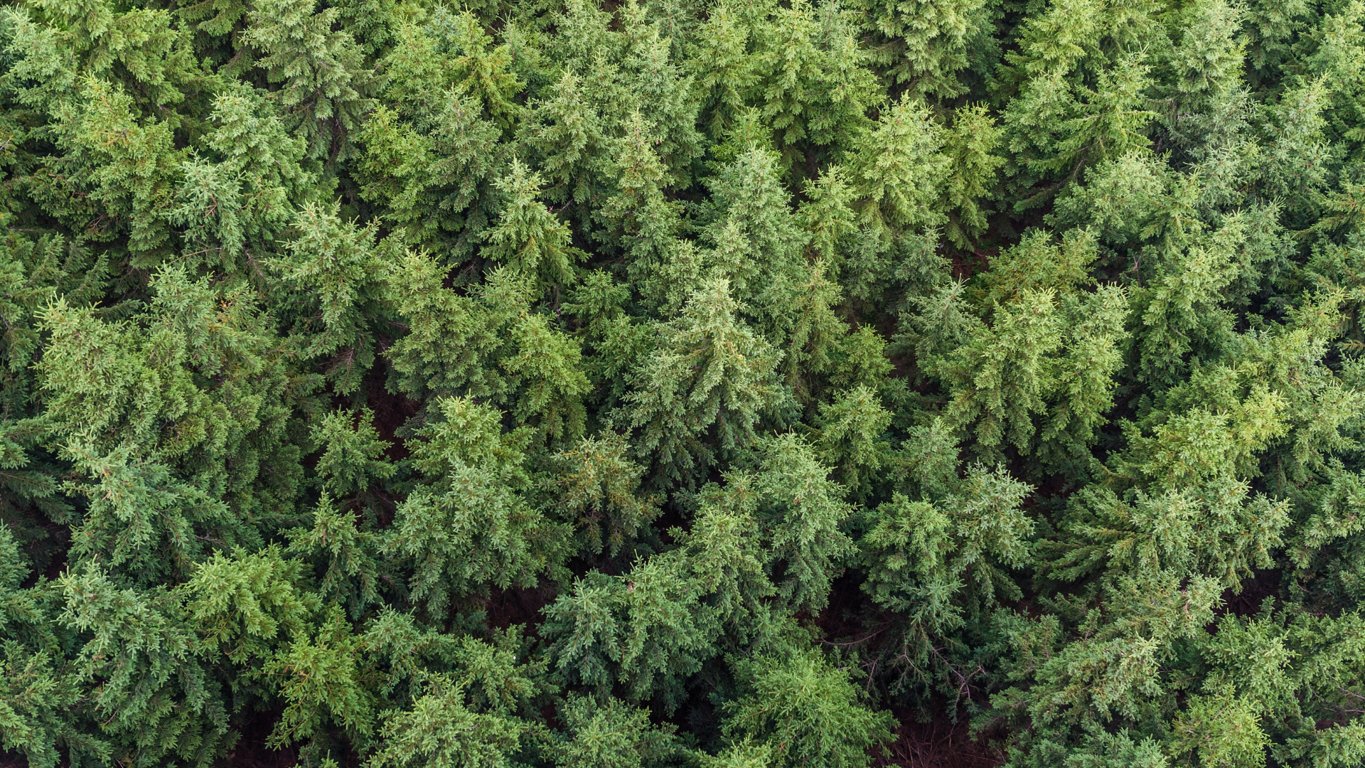 Aerial shot of trees