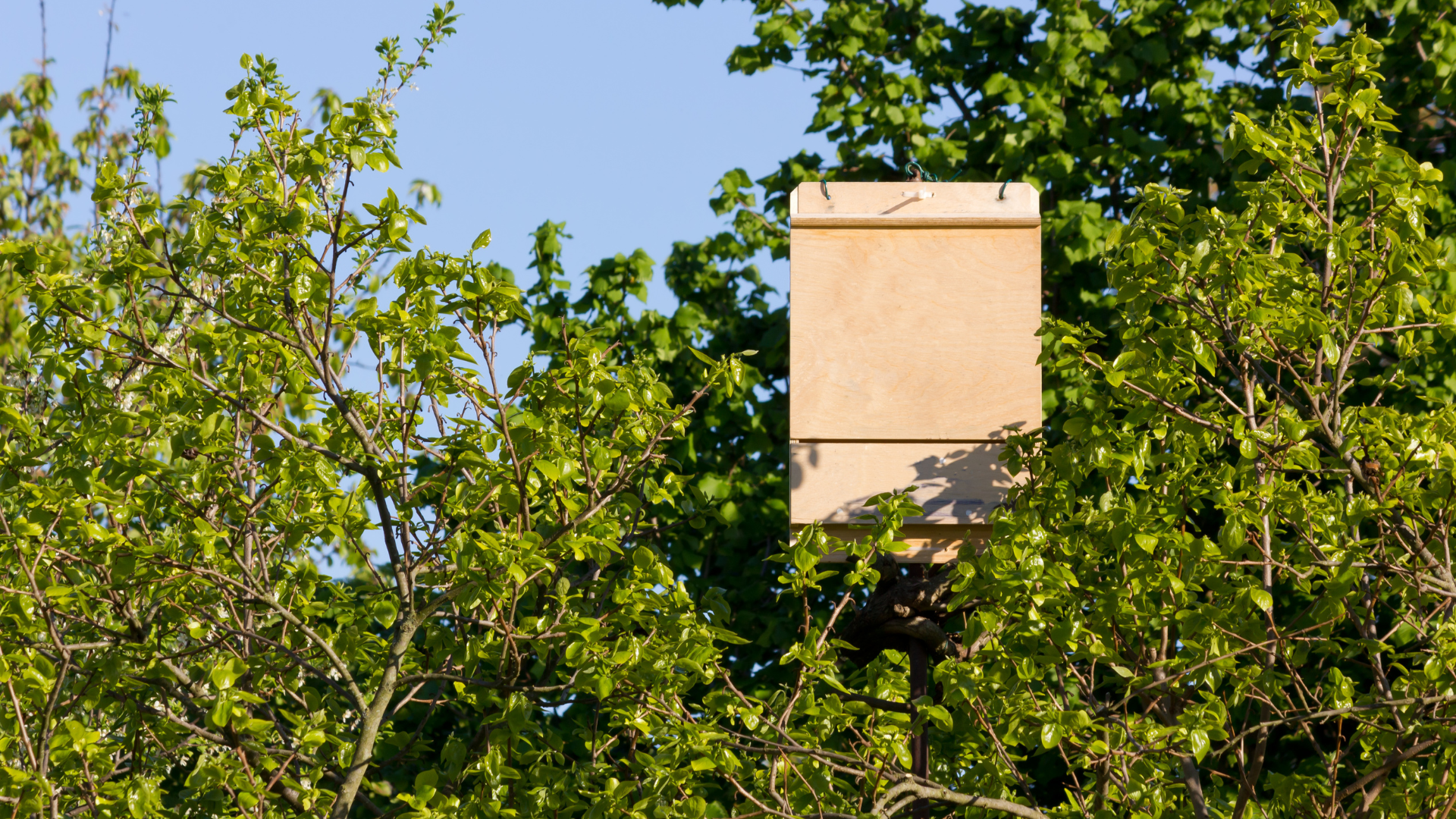 Ecology and Biodiversity